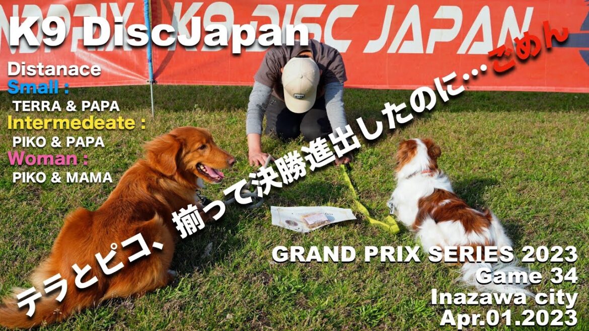 テラとピコ揃って決勝進出！...が、決勝でやってもたぁ ＠K9DJ@稲沢 Apr01.2023 コーイケルホンディエのテラとノバスコシアダックトーリングレトリバーのピコとの暮らし