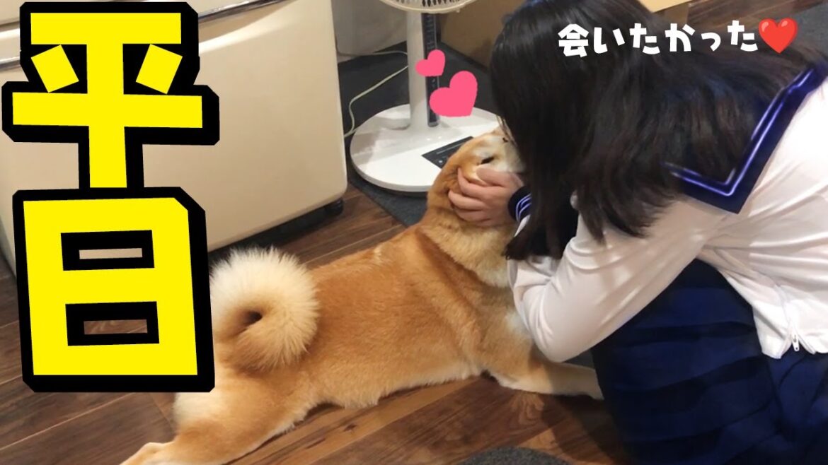 平常授業が始まり寂しい思いをする柴犬姉妹 平常授業が始まり寂しい思いをする柴犬姉妹
