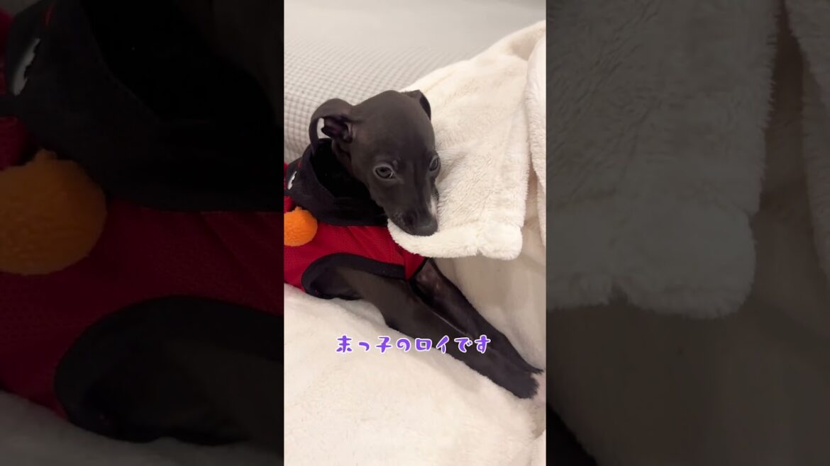 イタグレ3兄妹自己紹介🐶 #イタリアングレーハウンド #イタグレ #デカグレ #イタグレパピー