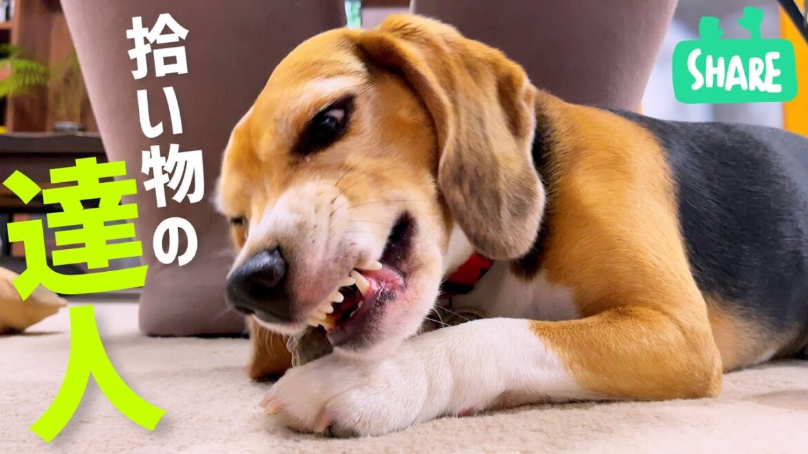 ビーグル犬　やっぱり何かを拾ってる…