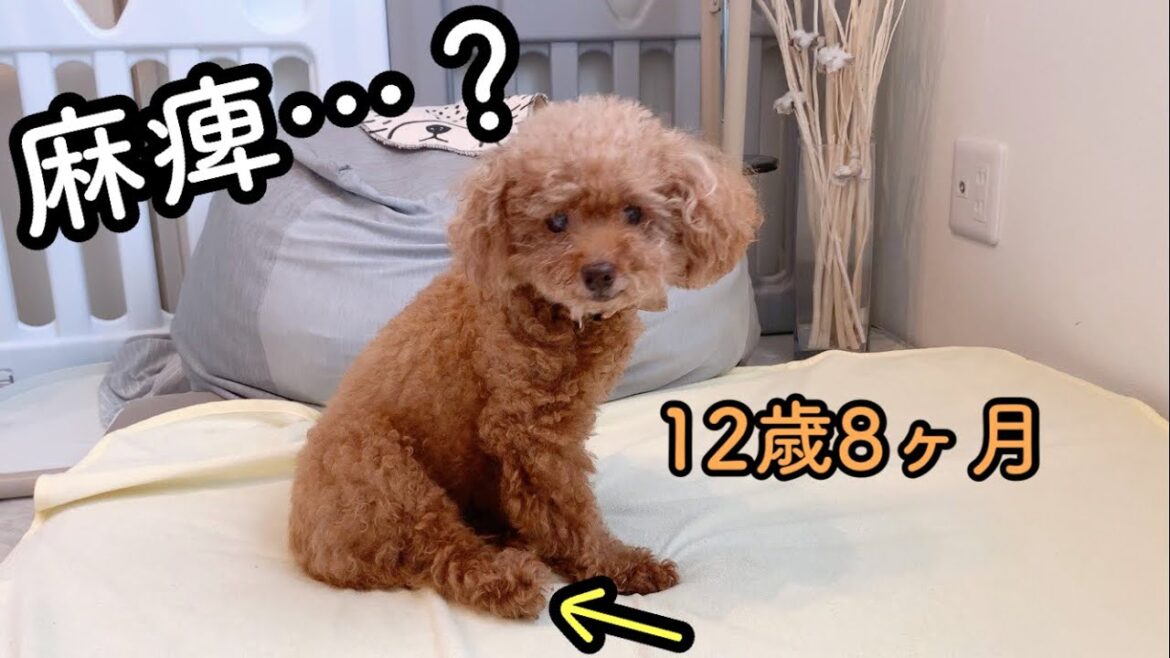 Taruちゃんの後ろ足がおかしいので、病院へ行ってきました。トイプードルのTaruto&Rasuku Taruちゃんの後ろ足がおかしいので、病院へ行ってきました。トイプードルのTaruto&Rasuku