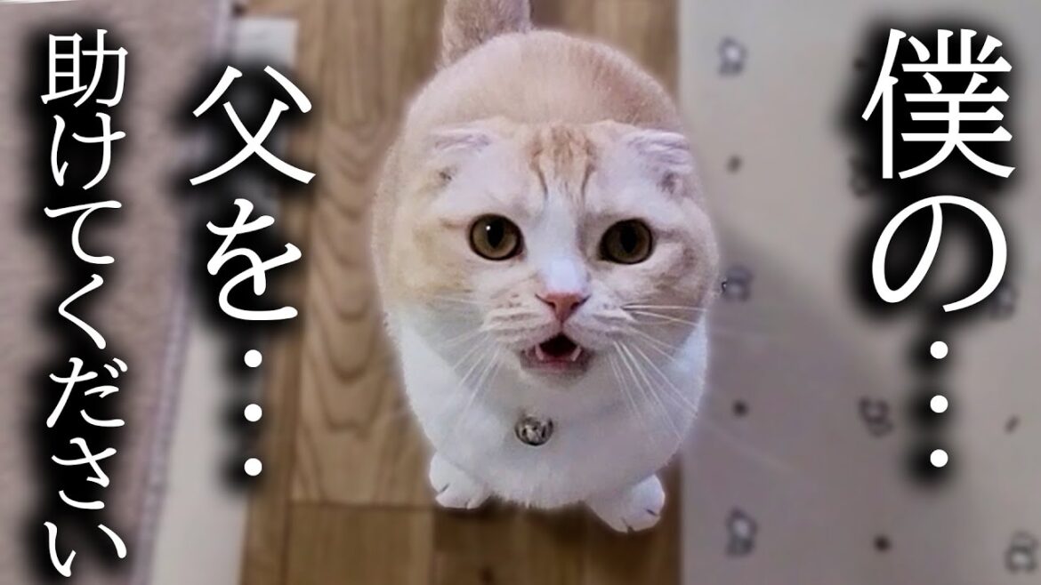 猫がハスキー犬の異常に気づき知らせに来ました… 猫がハスキー犬の異常に気づき知らせに来ました...