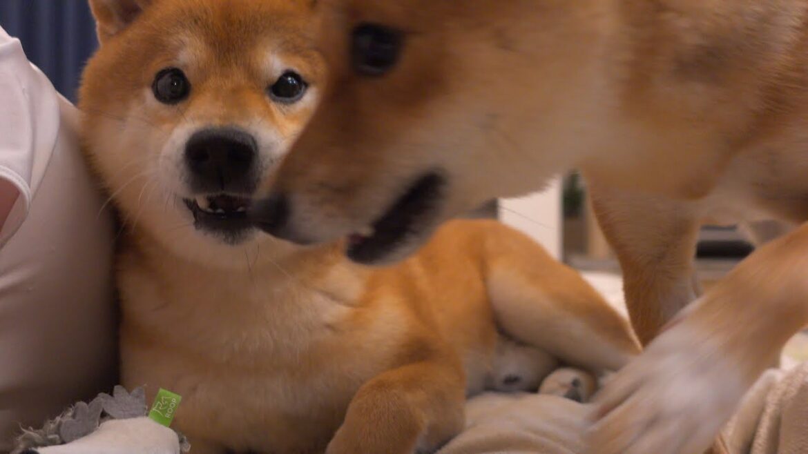 柴犬の前で寝る前にジャンケンをしたら大変なことになりました。。