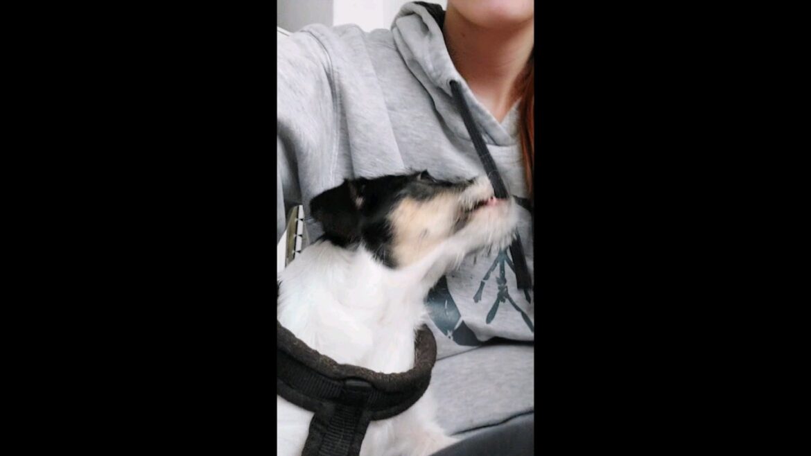 Malnourished Rescue Puppy still playful 🥹 #rescuedog #rescuepuppy #puppy