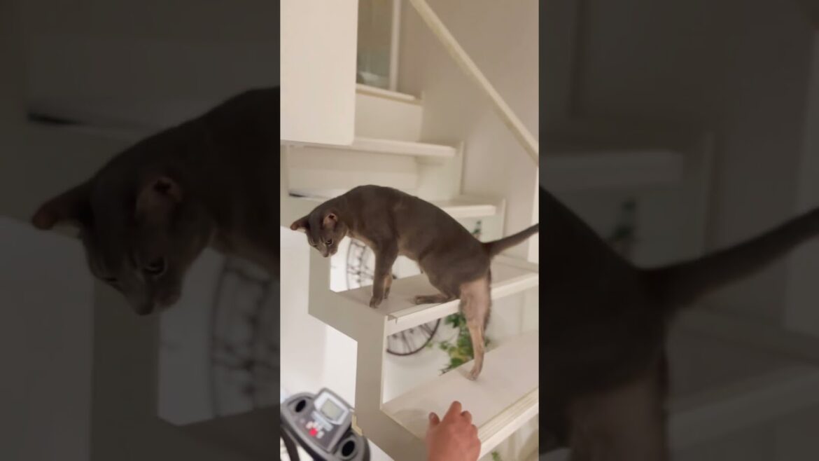 久しぶりに家に来た叔父さんparts2 #アビシニアン #ロシアンブルー  #cat 久しぶりに家に来た叔父さんparts2 #アビシニアン #ロシアンブルー  #cat