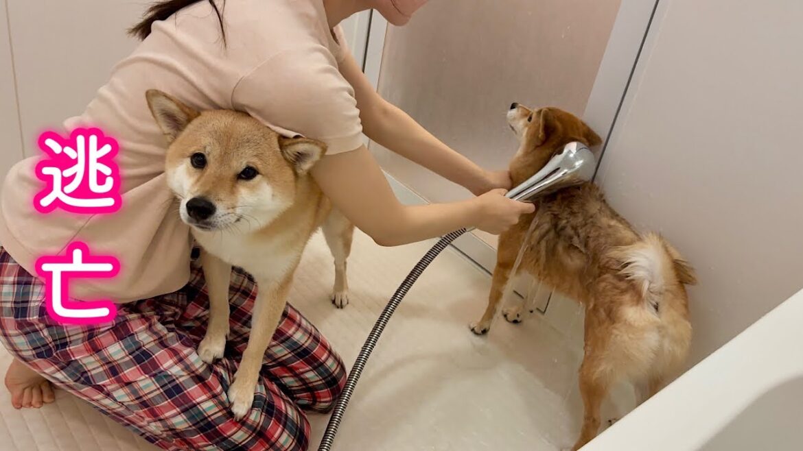 ママの懐に潜り込んで自分だけでもなんとか逃れようとする柴犬が可愛い