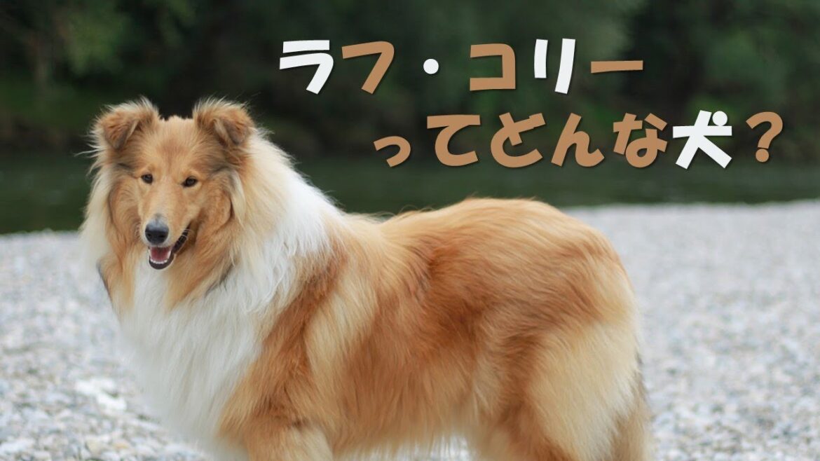 ラフコリーについて　ペットリフォームならセラフ榎本　愛犬家住宅　愛猫家住宅　埼玉県　東京都　神奈川県　犬種