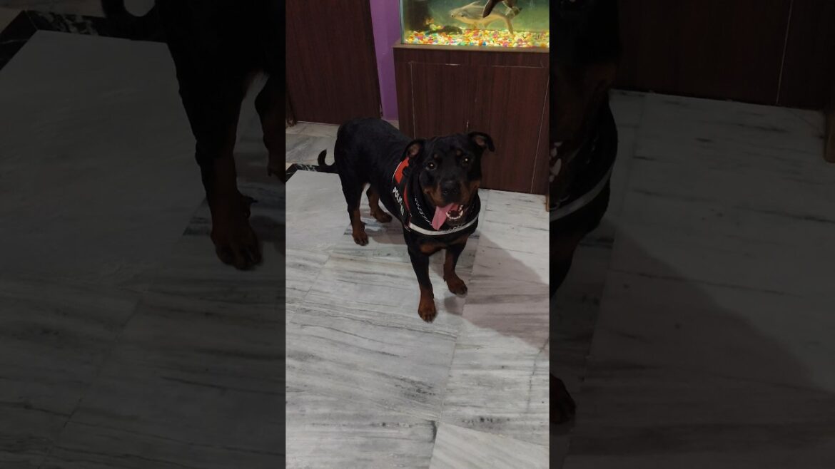haule haule | aggressive rottweiler | #shorts #dog #doglover