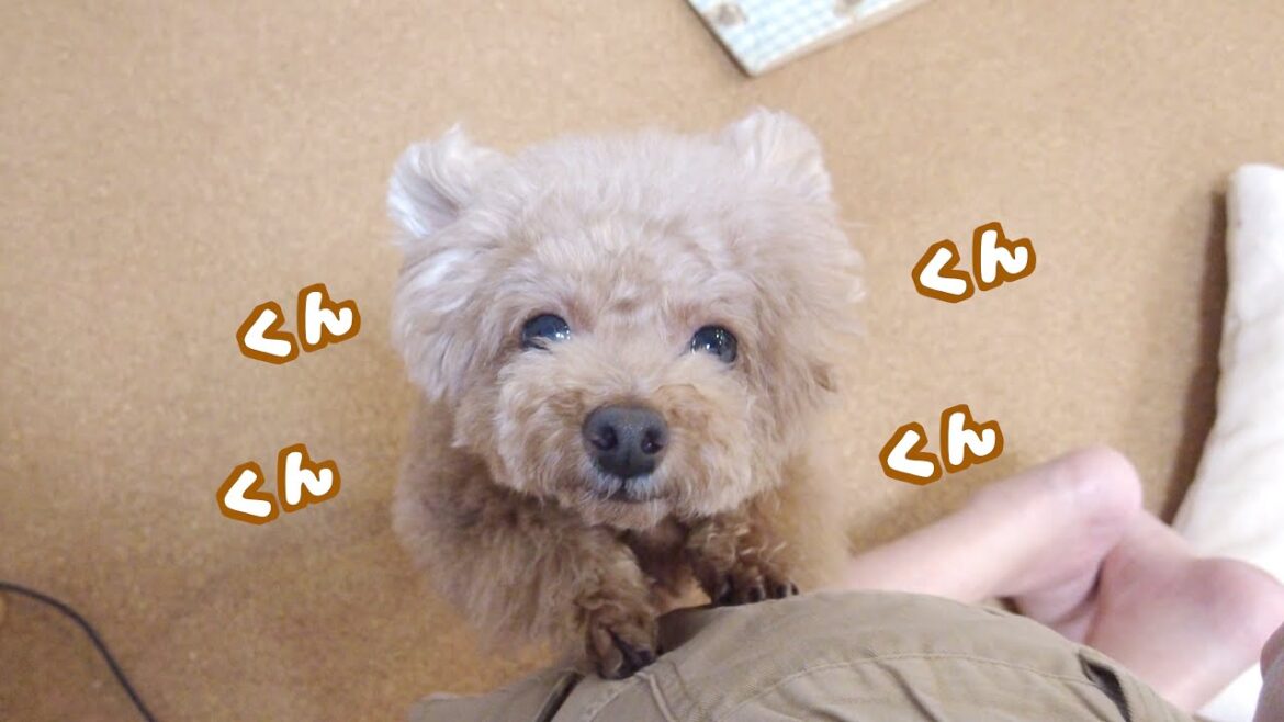 飼い主達が月見バーガーを食べようとしたら自分達ももう1回貰おうとする愛犬たち