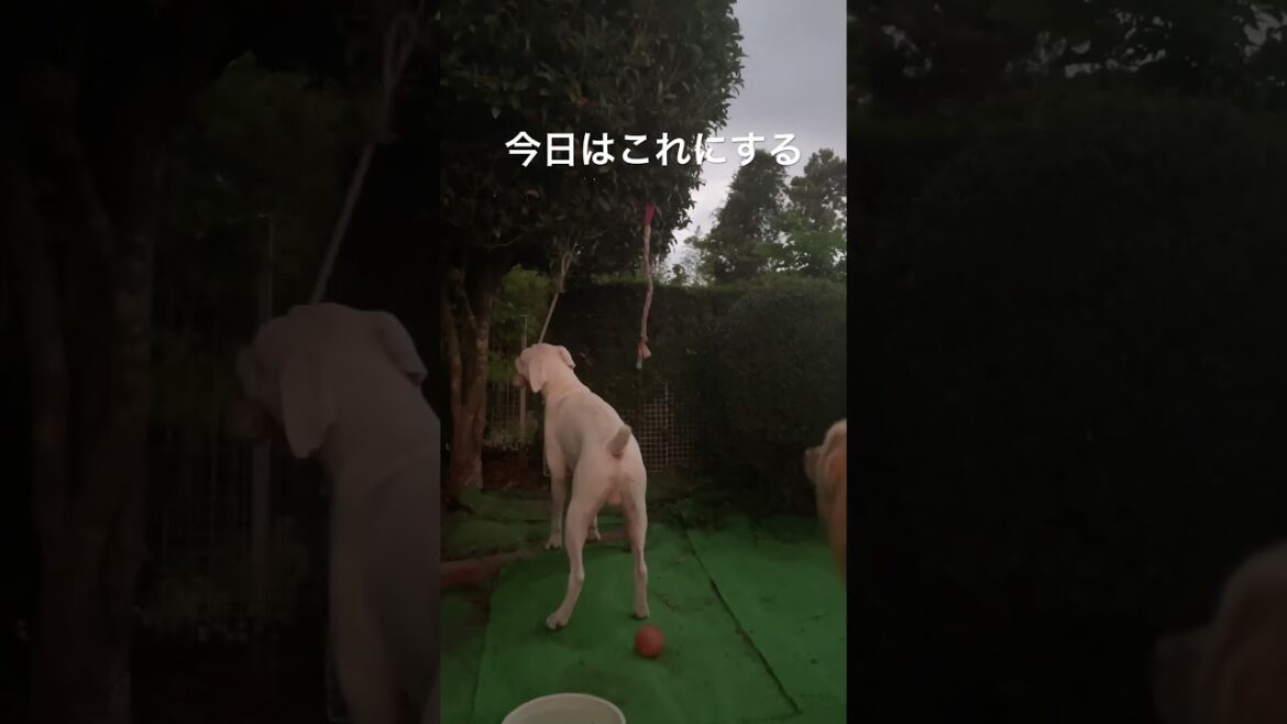オモチャ選び　ボクサー犬