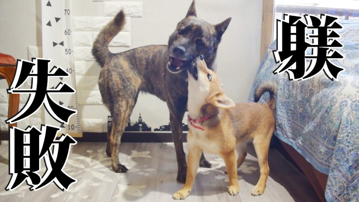 【噛み癖】躾失敗！柴犬の甘噛みをまぁいいかと放置した末路がこちら【柴犬・甲斐犬】