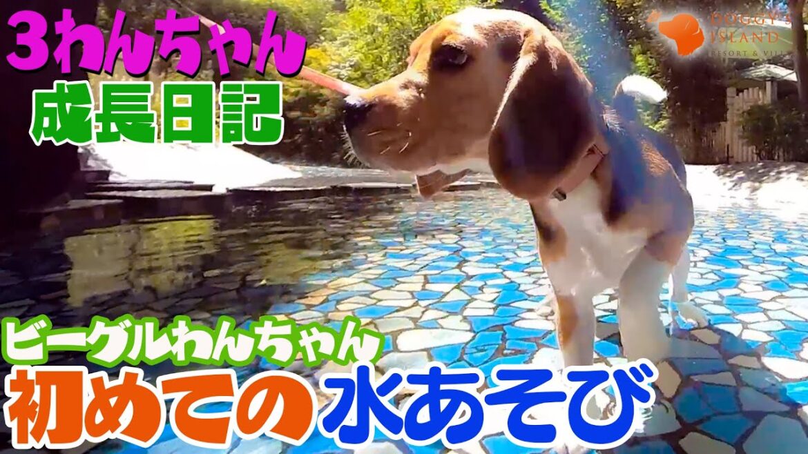 ワクワク❤️ドキドキ初めての水あそび【ビーグル子犬成長日記】子犬のビーグル犬たちが初めて池で遊びます。水を怖がらずに遊べるかな。