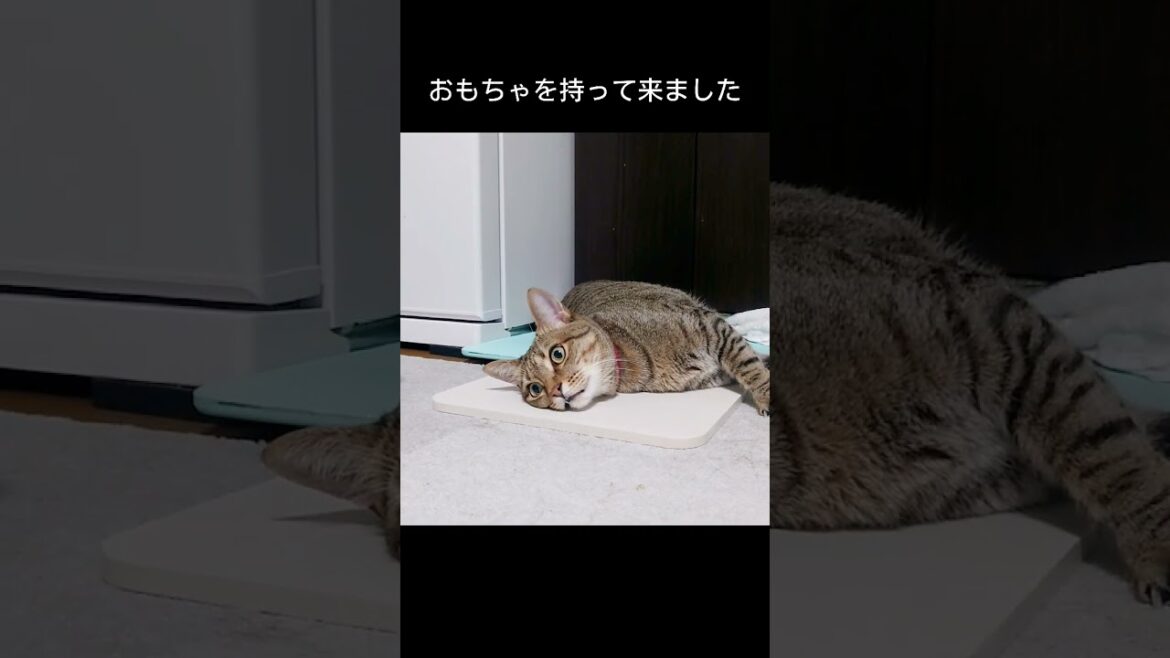 寝る暇が無いくらい忙しいもなちゃん…！【 #猫 】