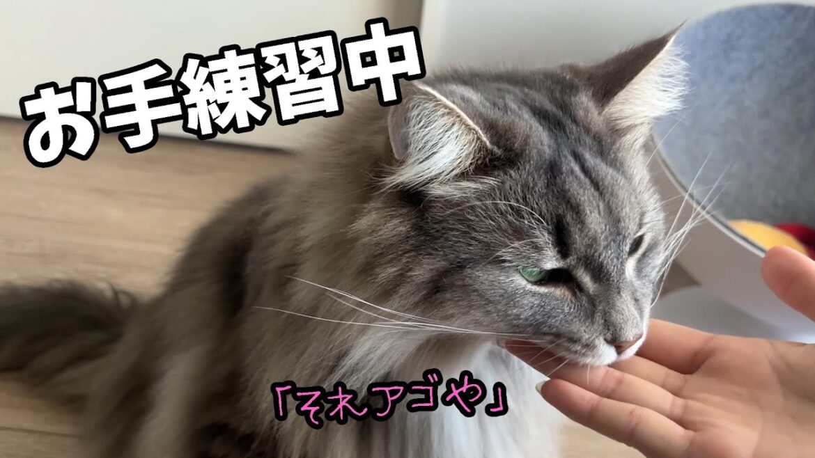 【お手練習】おすわりが出来る猫にお手を教えたい ノルウェージャンフォレストキャット