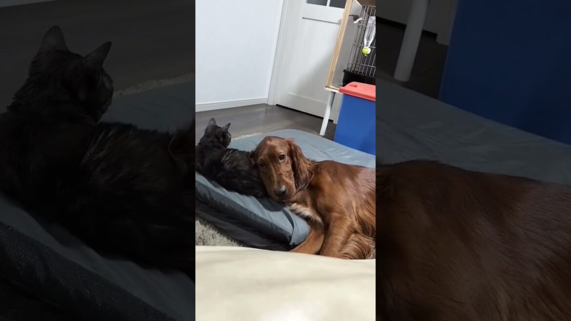 ねこまくら #irishsetter #アイリッシュセッター #大型犬 #大型犬のいる生活 #ペット #犬のいる暮らし #猫のいる暮らし #ねこ