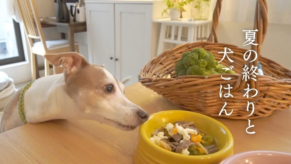 愛犬に心も体も喜ぶ手作り犬ごはんを作ってみた/夏の終わり【イタグレ】【ウィペット】