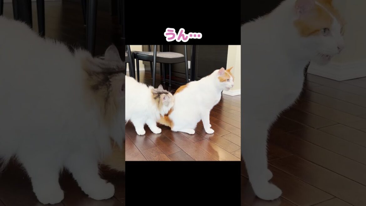 おやつをひとりじめしたい猫がコチラ #Shorts