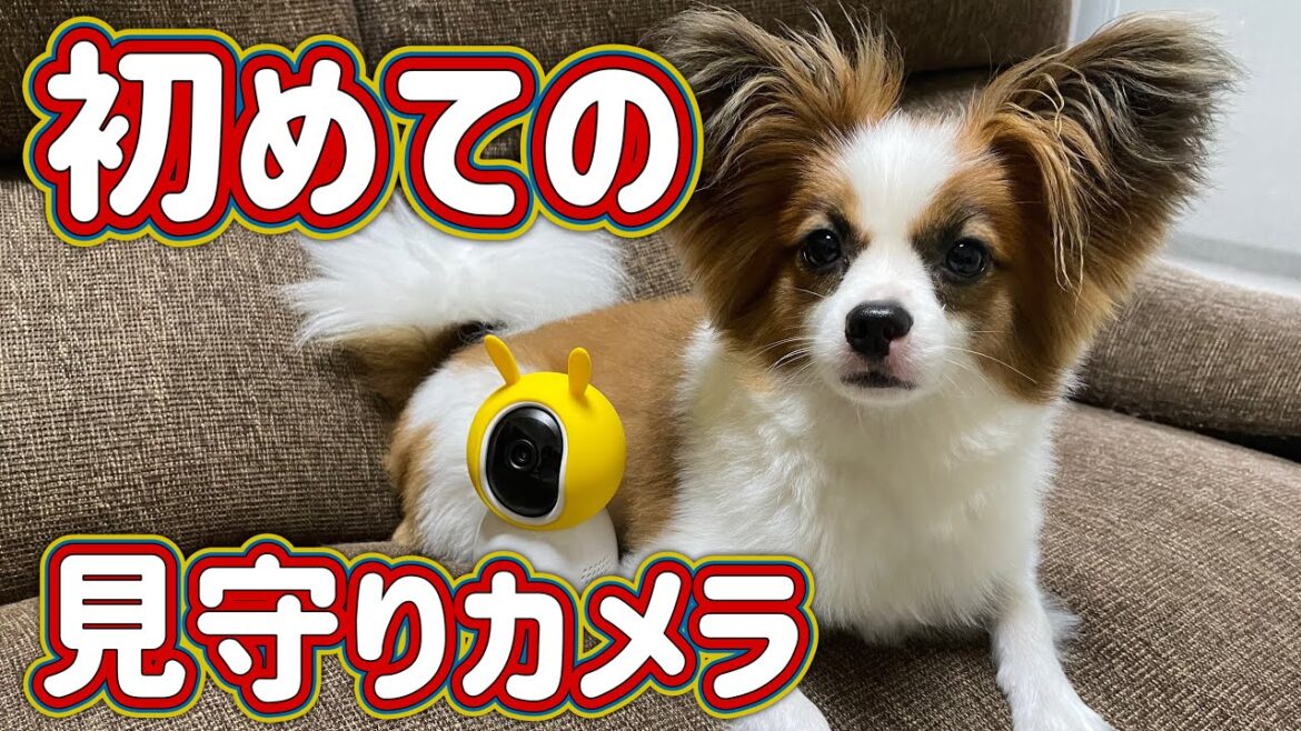 【商品レビュー】お留守番の犬をペットカメラで撮ってみた。PETTENA/マルチカメラ