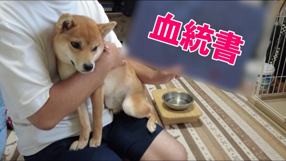 【ついに来たー！】小夏の犬種はー、　日本犬保存会血統書紹介　柴犬　駒の小夏号1歳