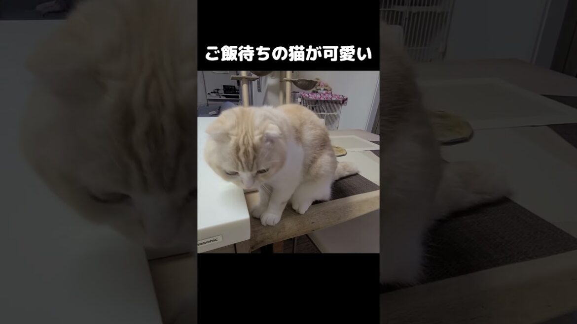 ご飯待ちの猫が可愛すぎる...#shorts