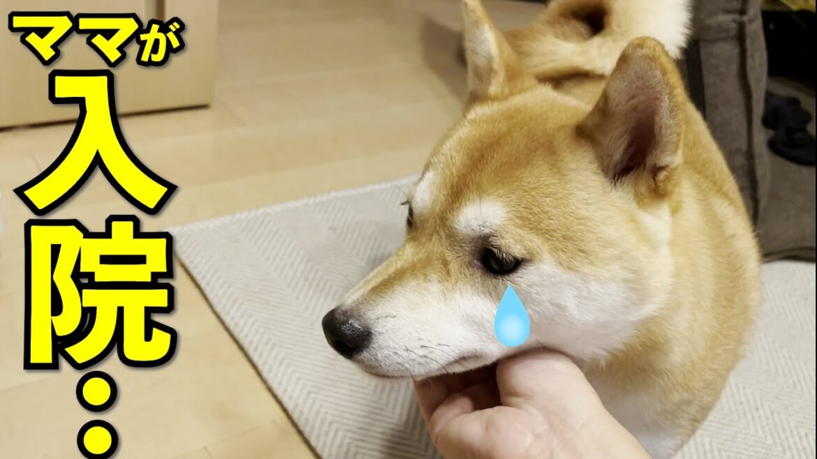 ママが入院した日に寂しくて切ない声で泣きまくる柴犬