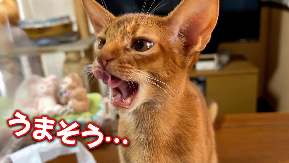 ご飯を食べてたら目の前にちっっちゃい猫がやってきました