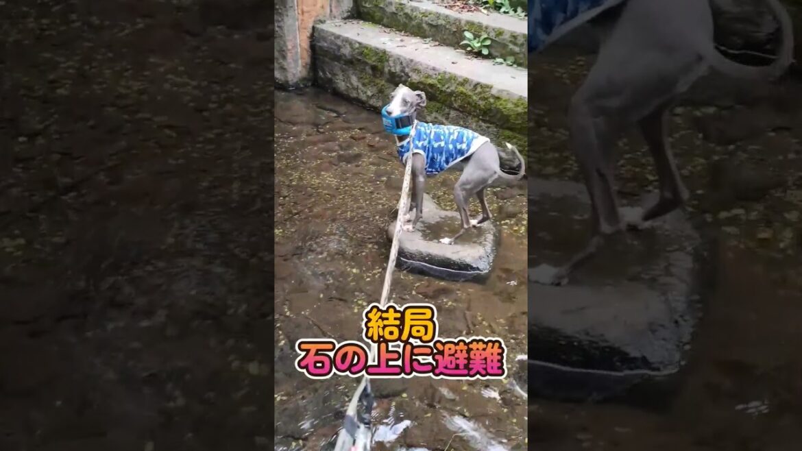イタグレとミニピン 初めての小川遊び #shorts #イタグレ #ミニピン