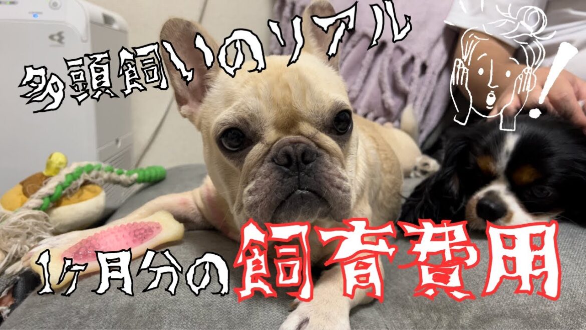 【衝撃】犬3匹多頭飼いの1ヶ月飼育費用計算してみた！！！結果やばすぎて震えた#フレンチブルドッグ #キャバリア #チワワ #多頭飼い #いぬ