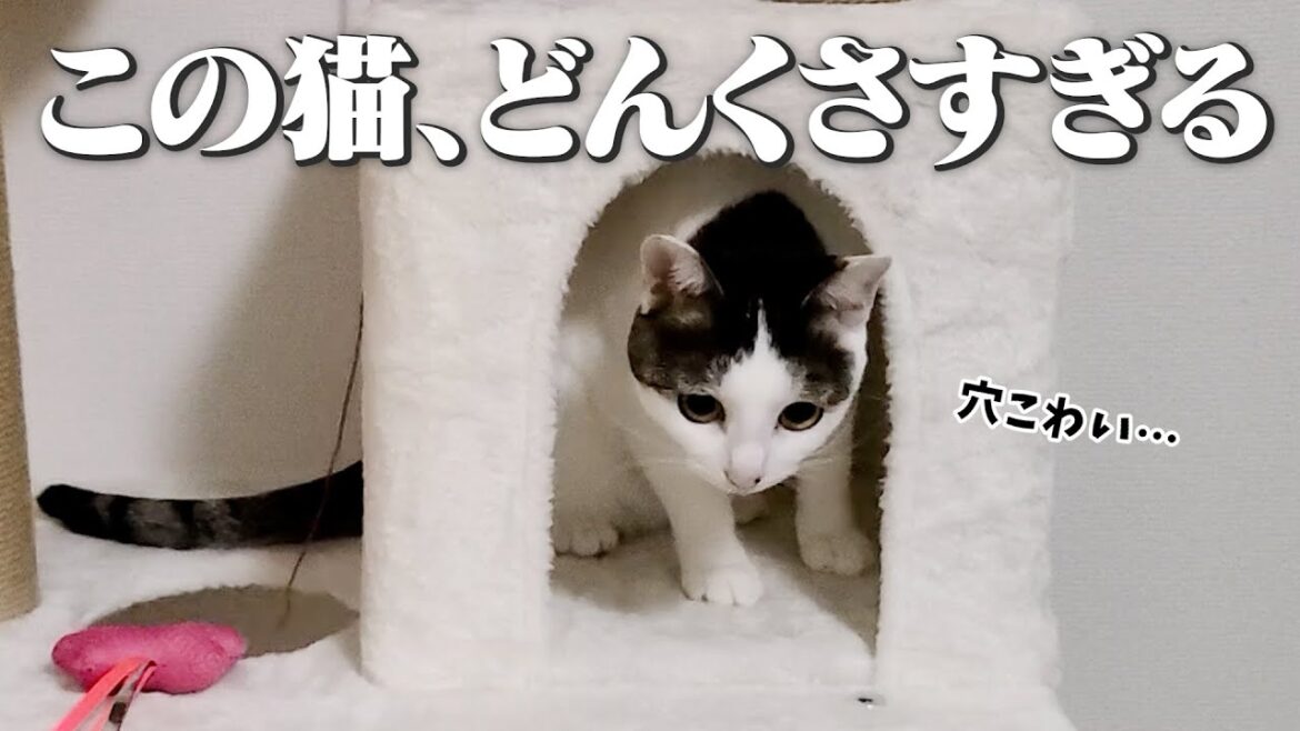 キャットタワーに不慣れな猫、穴に落ちかけてしょんぼり顔が可愛い