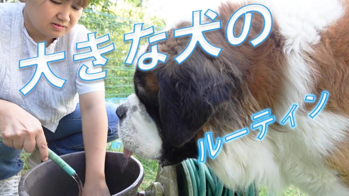 【これがセントバーナードの日常】小型犬もいるよ！平凡なセントバーナードの日記This is the daily life of St. Bernard There are also small dog