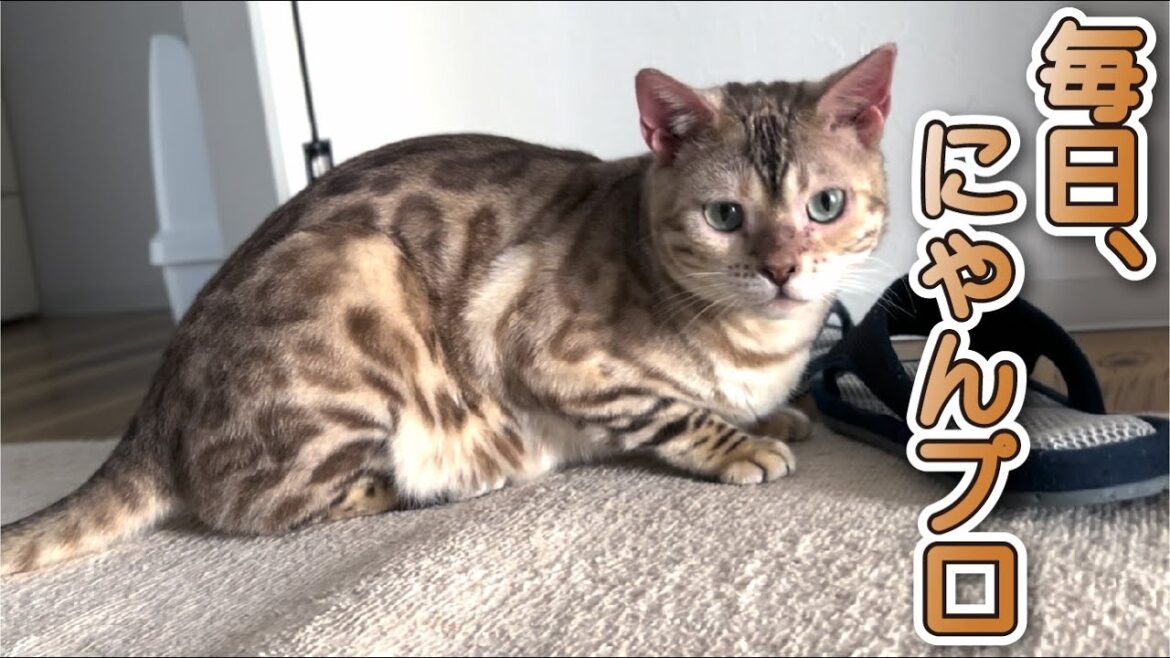 【スノーベンガル猫とトイプードル】毎日にゃんプロを繰り広げる犬猫がこちらです