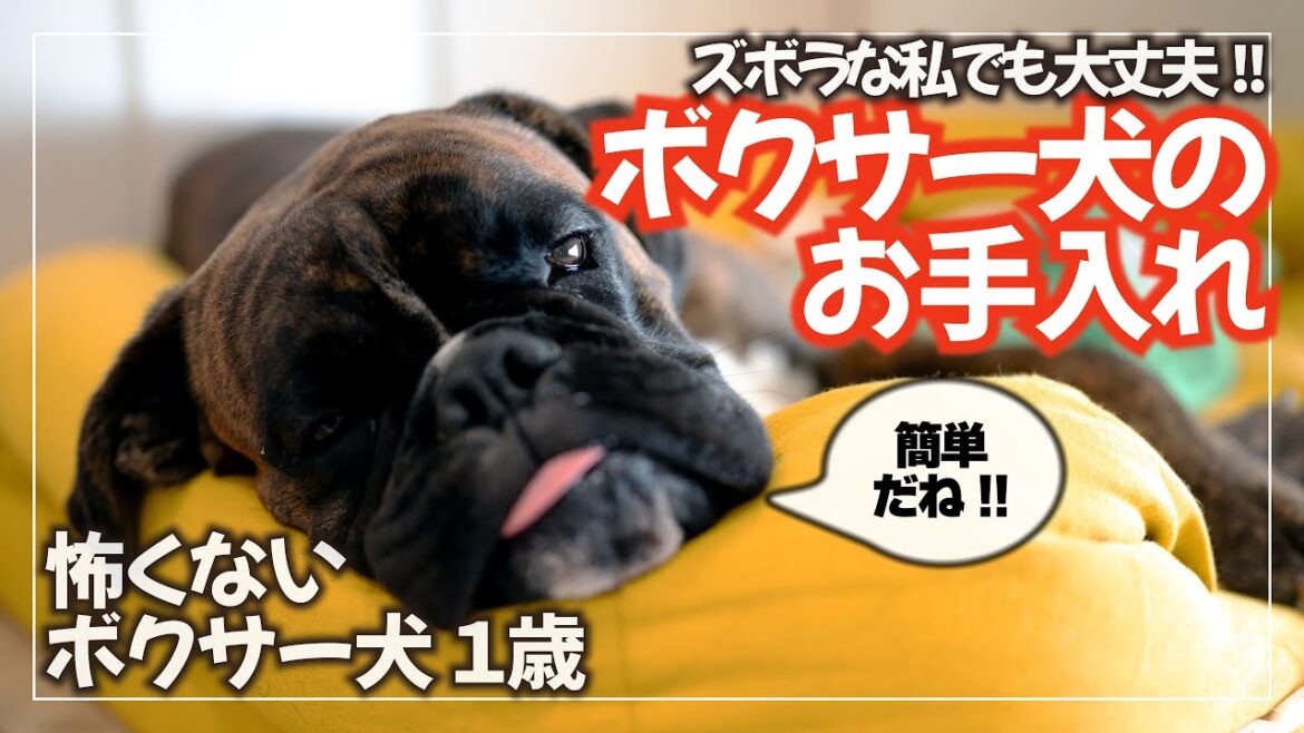 【簡単!】ボクサー犬の毛のお手入れ どうしてる? 【簡単!】ボクサー犬の毛のお手入れ どうしてる?
