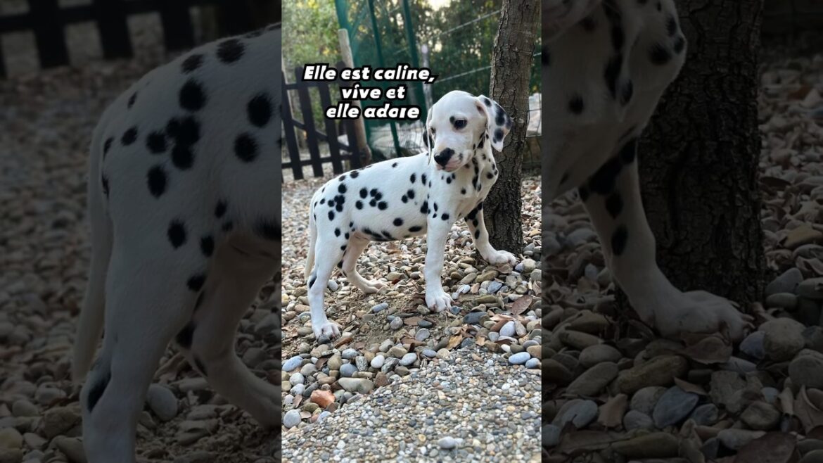 Gaga de notre dalmatienne! 🥰 #shorts