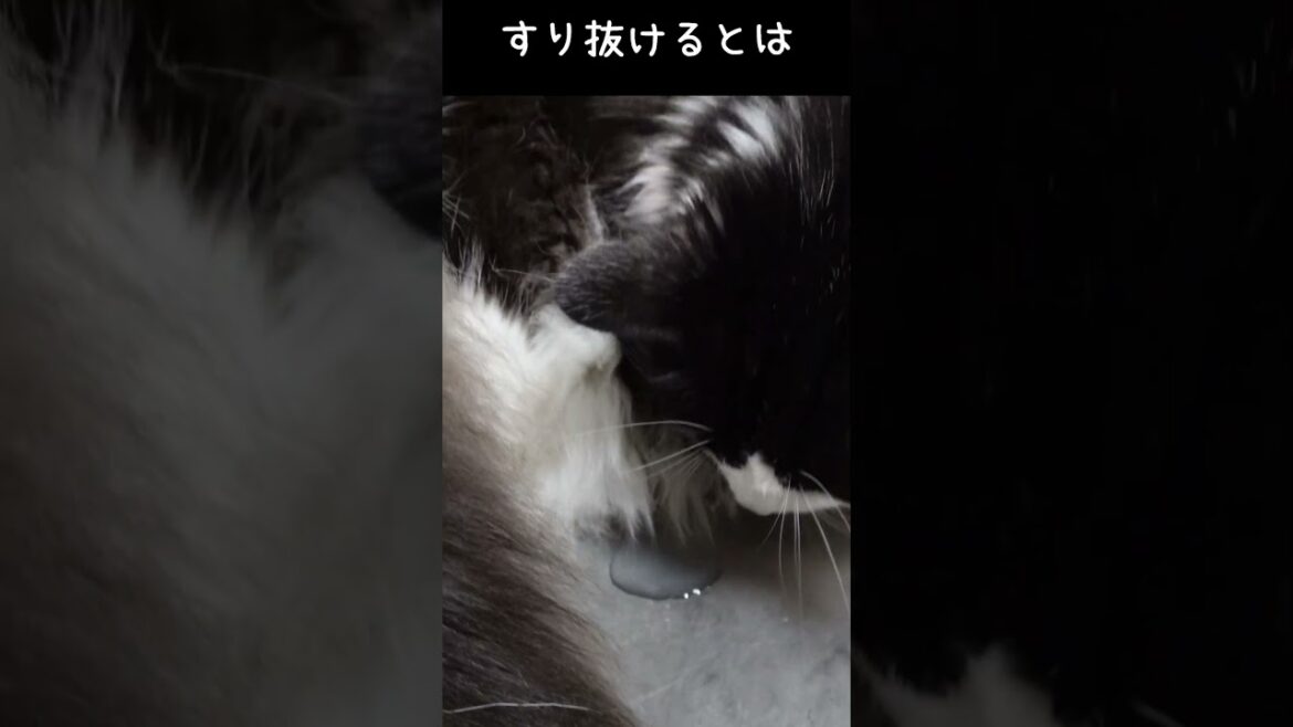 イタズラメインクーン