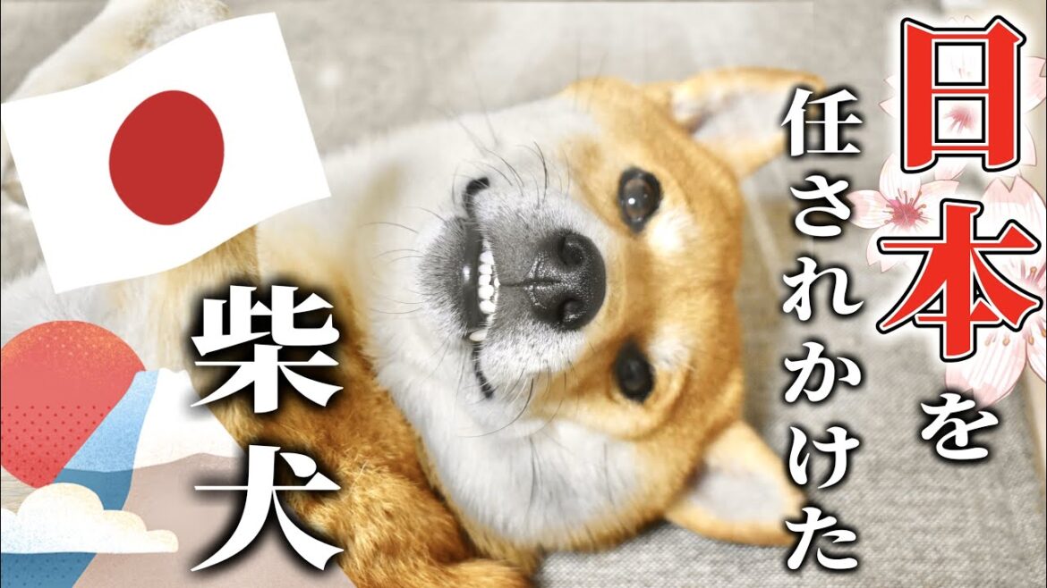 アラフォー男にJAPAN牽引を提案された引っ張り癖のある柴犬こむぎ【あるじNOステップ】