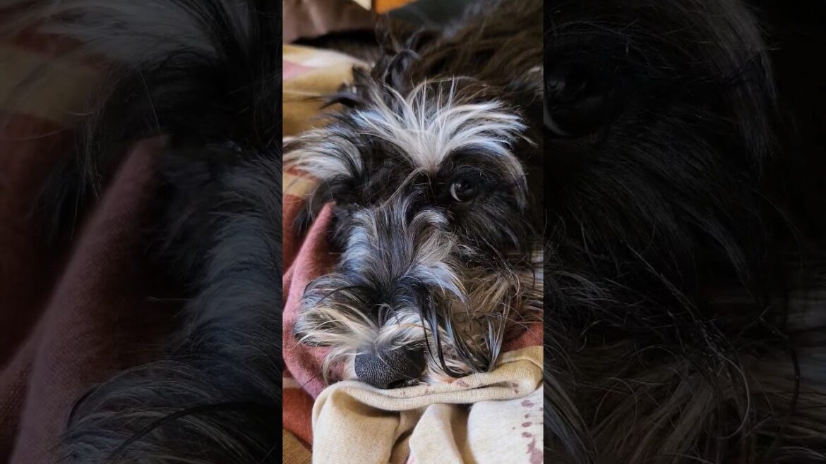 Miniature Schnauzer Beautiful Eyelashes