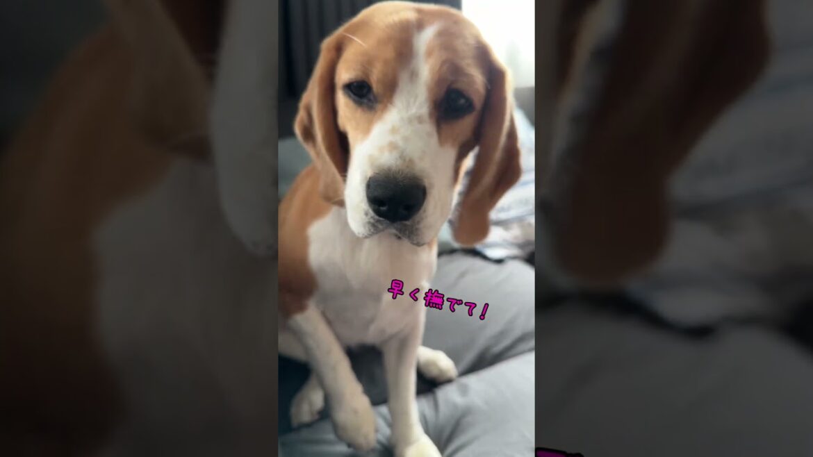撫でられるのが大好きなビーグル犬を無視してみたら・・ #shorts  #beagle #ビーグル 撫でられるのが大好きなビーグル犬を無視してみたら・・ #shorts  #beagle #ビーグル