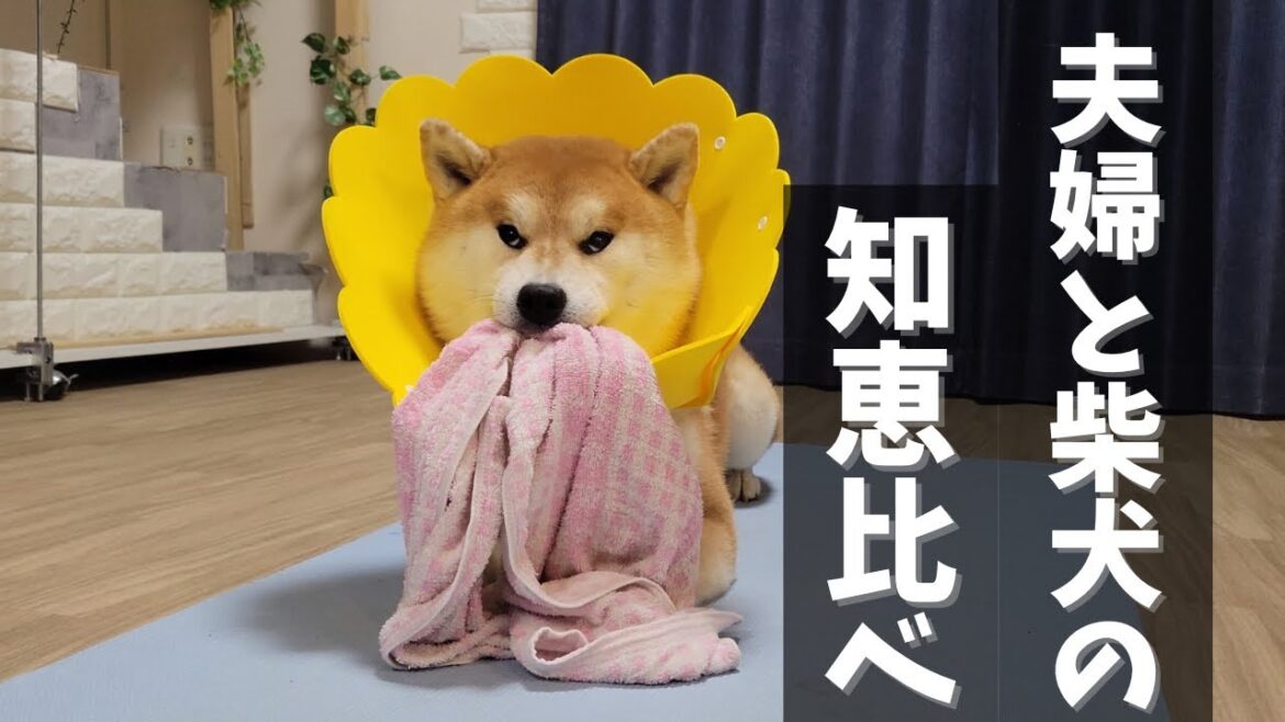 ズル賢い！夫婦を欺く方法が可愛くて憎めない柴犬
