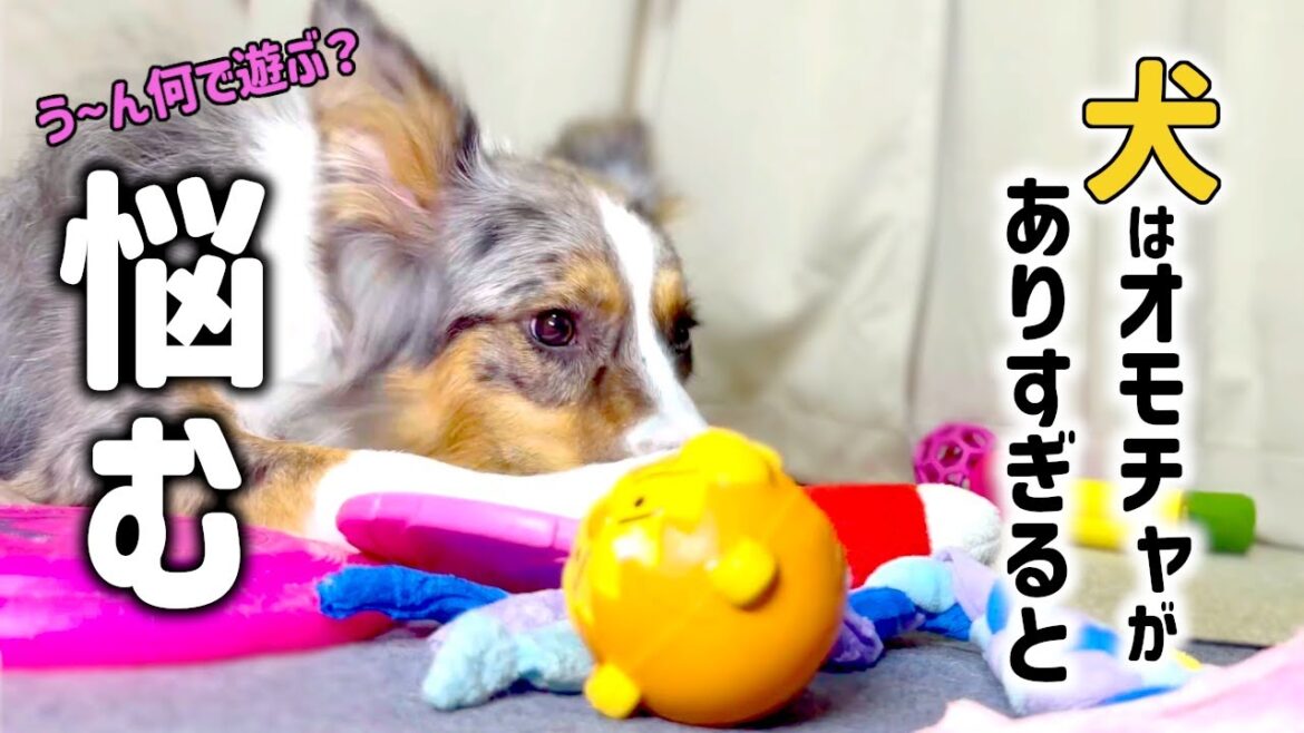 【 ボーダーコリー 】オモチャが多すぎてどうしたら良いか悩む姿が可愛すぎた #dogbirthdaycake