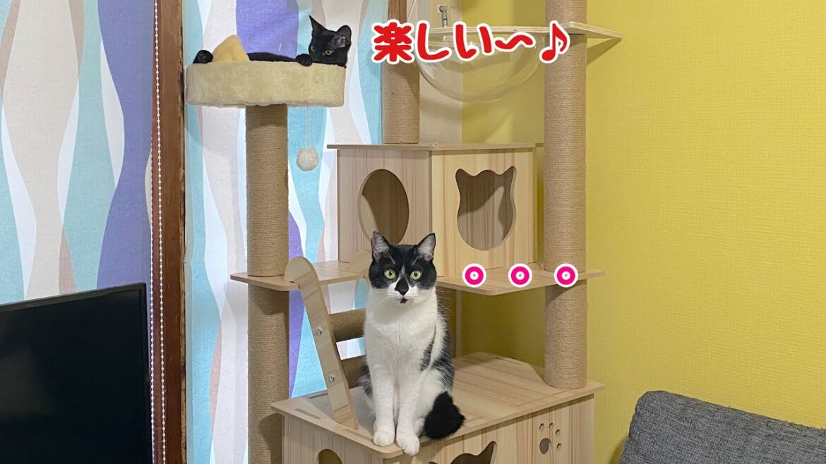 新しいキャットタワーに興奮する黒猫と冷静な先輩猫