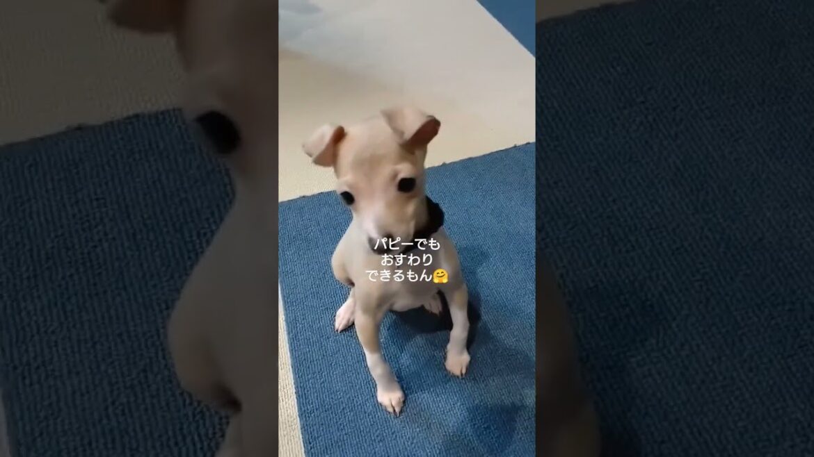 イタグレパピーでもおすわりできるもん#shorts#dog#shortvideo#犬#ペット#イタリアングレーハウンド#ItalianGreyhound