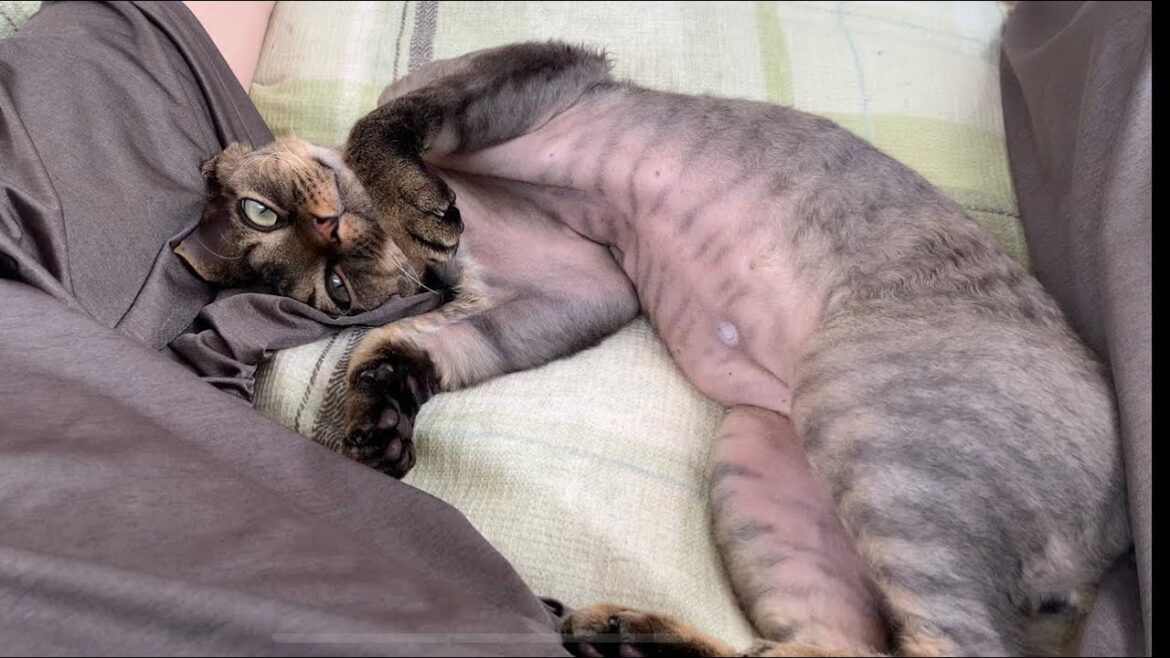 デボンレックス子猫が私の脚の間で寝ています(Devon Rex kitten lying comfortably between my legs)