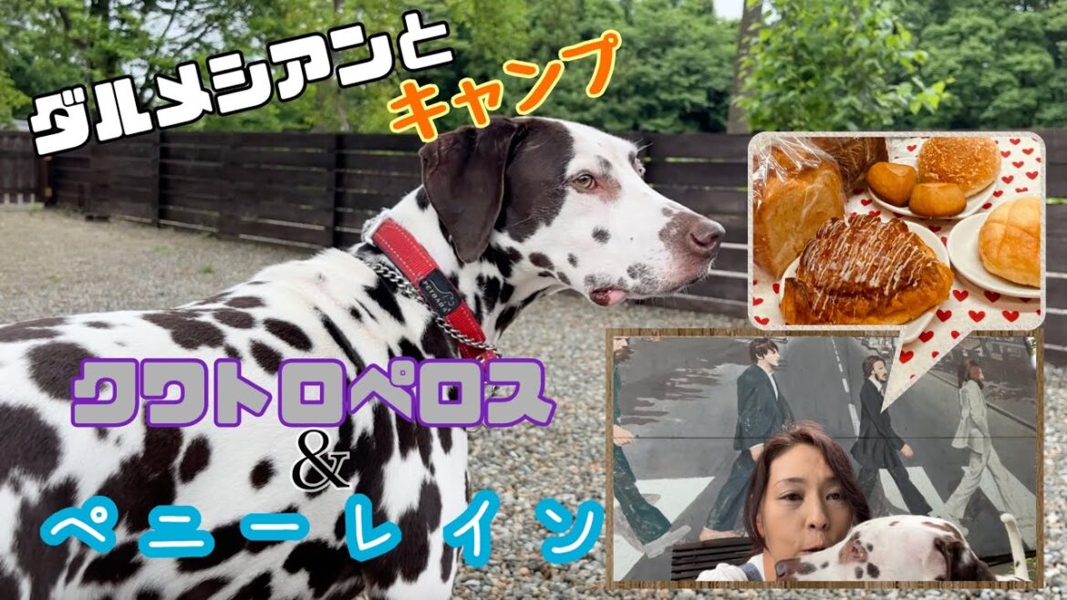 【ダルメシアンと】クワトロペロス&ペニーレイン【ソロキャンプ】
