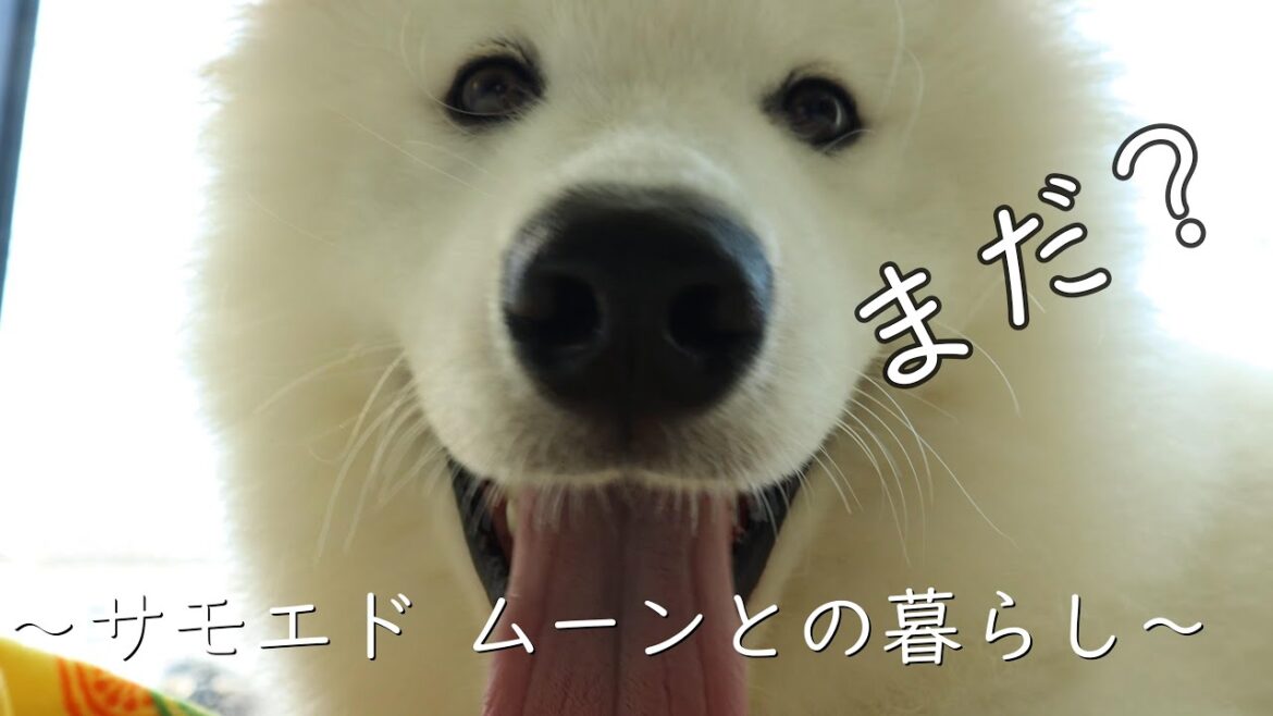 お庭で遊びたいアピールを永遠とするサモエドパピー(猛暑日)