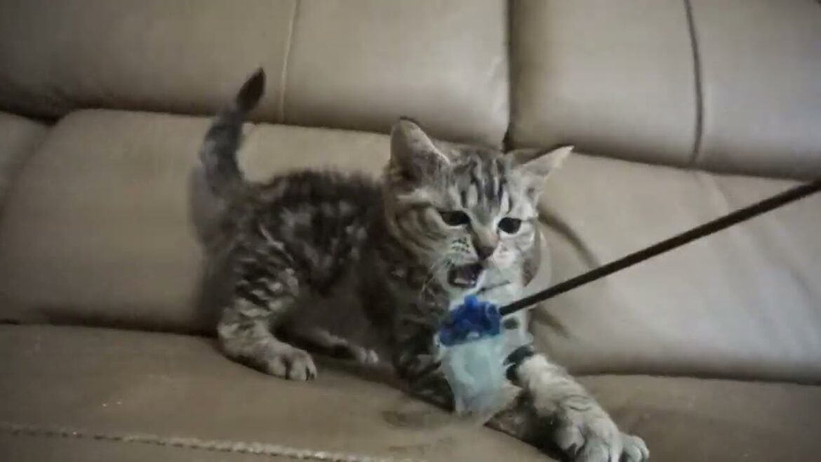 セルカークレックス子猫　2023.6.14産まれ 　ブラウンタビー　　男の子　シーダキャット猫のお店