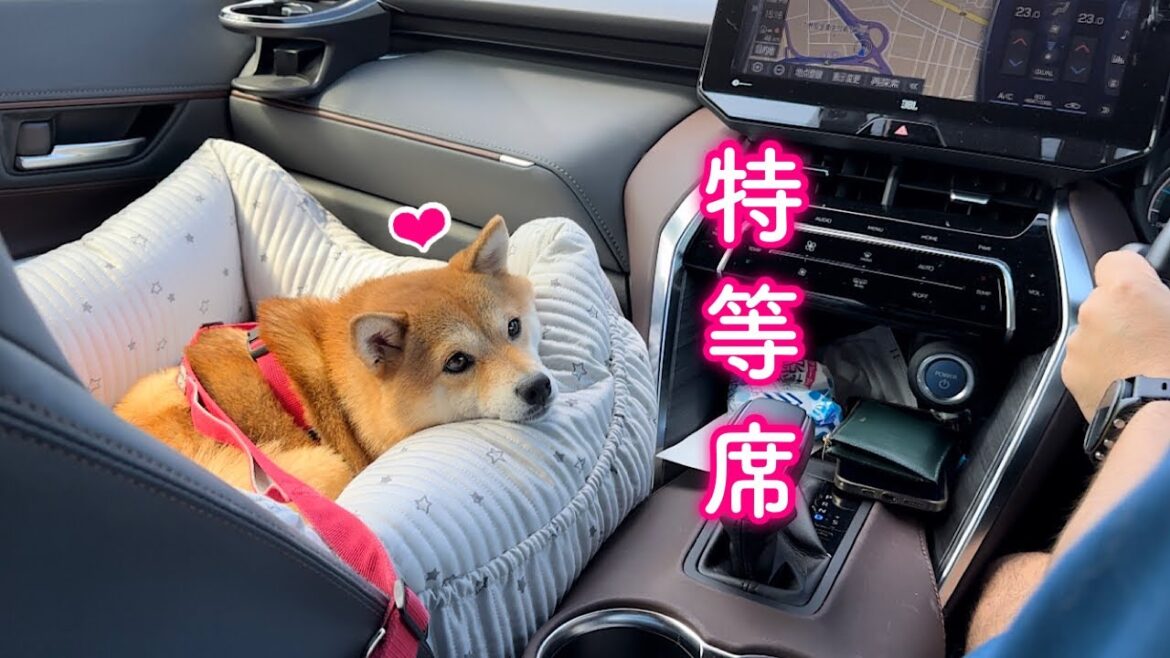 家族の為に頑張ってくれるパパを愛おしく助手席から見つめる柴犬が可愛い 家族の為に頑張ってくれるパパを愛おしく助手席から見つめる柴犬が可愛い