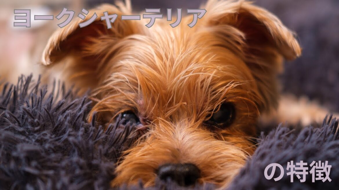 ヨークシャーテリア特徴