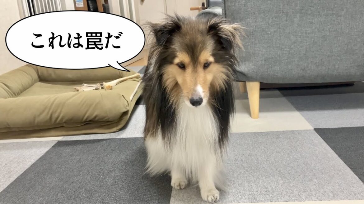お散歩用ハーネスを付けられる前に一度ごねるのがルーティンな犬 お散歩用ハーネスを付けられる前に一度ごねるのがルーティンな犬