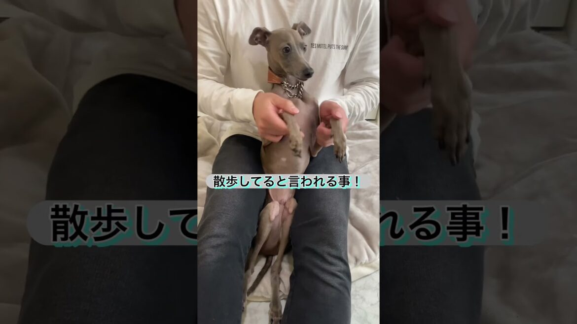 イタグレを散歩してると言われる事www  #Shorts