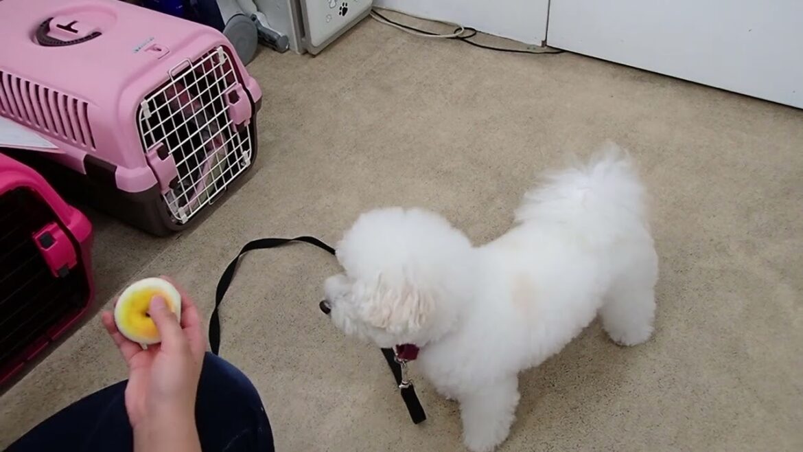 犬の幼稚園 ロージーちゃんとトレーニング